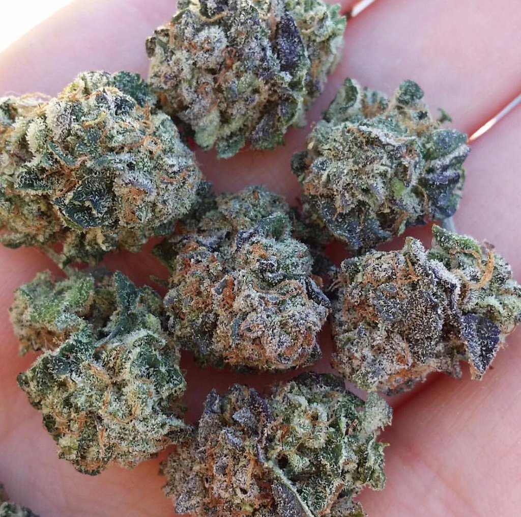 EasyBakedCanada's tweet photo. I have confidence in a plant that God created than a mad-made FDA approved bill : From @twperfections
.
.
.
.
#marijuana #medicalmarijuana #cannabis  #cannabisculture #medicalcannabis #healthforall #cookiescannabis #dreads #hippies https://t.co/uBvjGsB1Yi