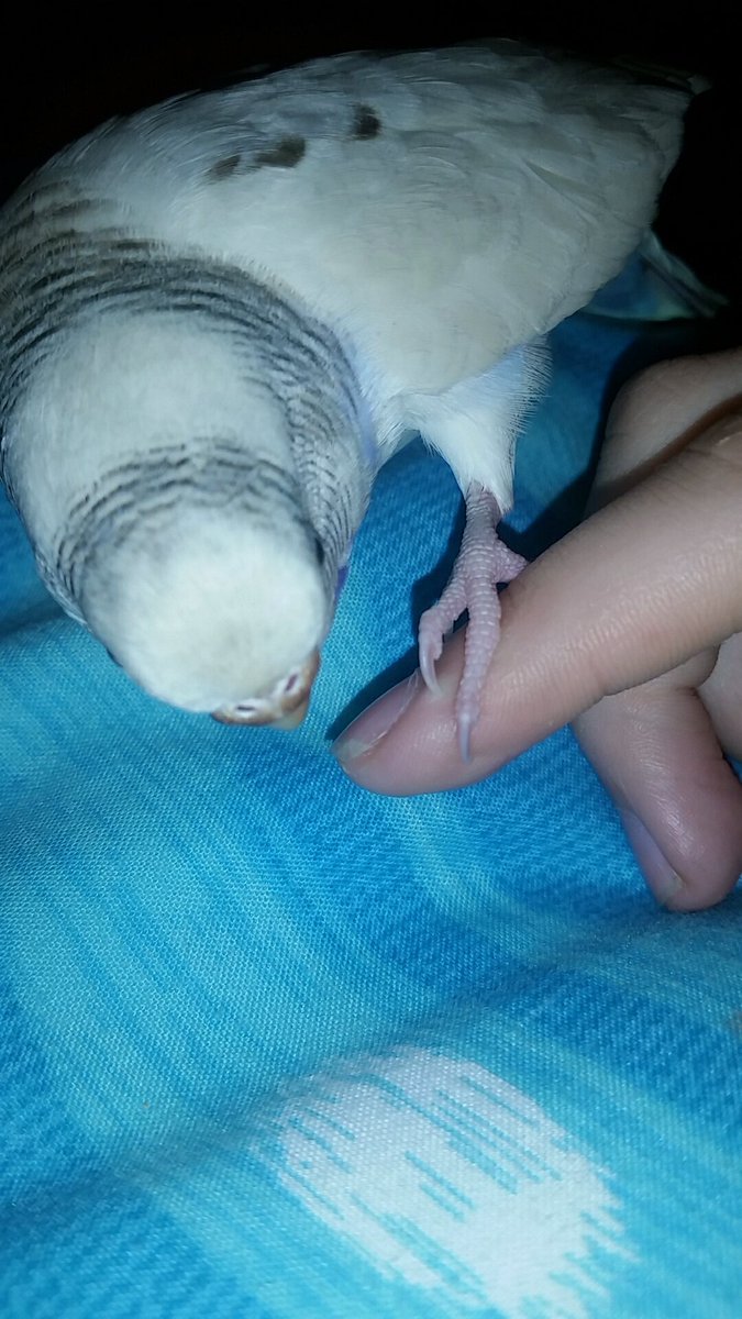 birbsofchaos's tweet photo. My budgie, an appreciation thead https://t.co/NzDbiMBIR0