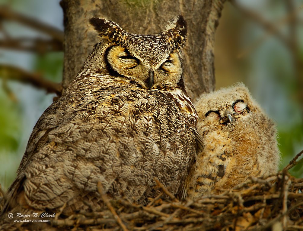 O22IE_OWL tweet picture