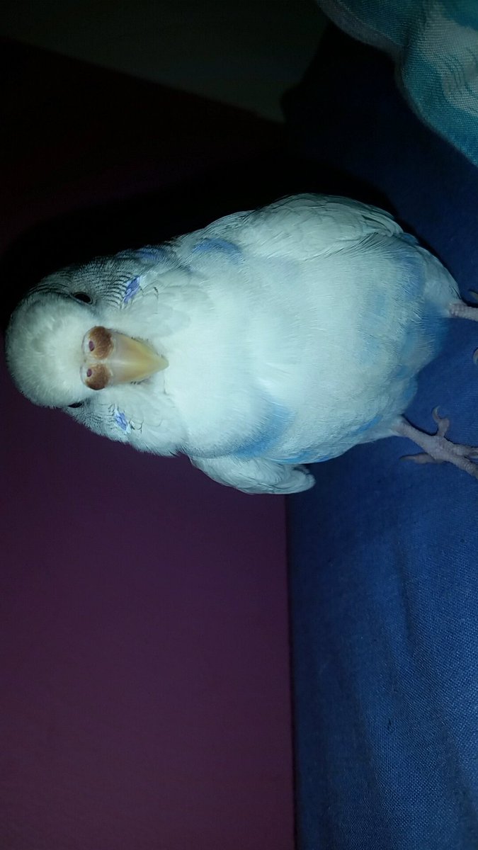 birbsofchaos's tweet photo. My budgie, an appreciation thead https://t.co/NzDbiMBIR0