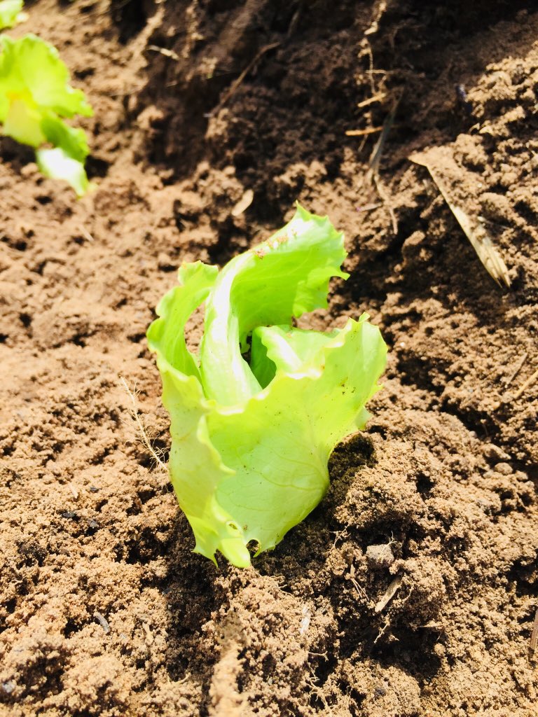 #farmer #youthinagriculture #YoungAndFarming #YoungAndDriven #Lettuce #starkeayres #agriculture #farminginsouthafrica #kznfarmers #farmersmarket #farmersassociation #youngfarmers