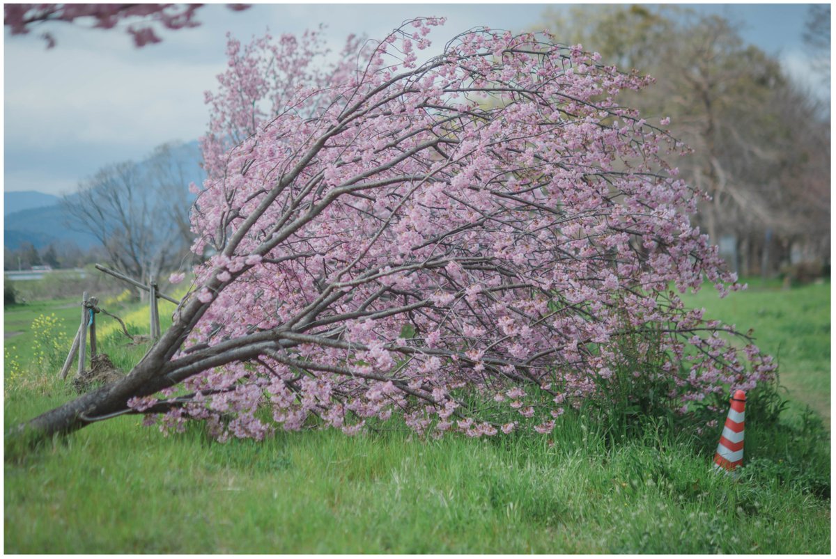 昨年9月の台風21号で倒れたさくらの木が横倒しになったまま満開の花を咲かせている 勇気をもらった 早くなおしてあげて Togetter