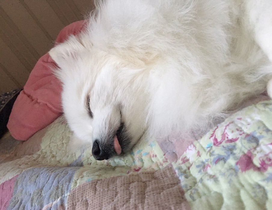 흰둥이 tweet media