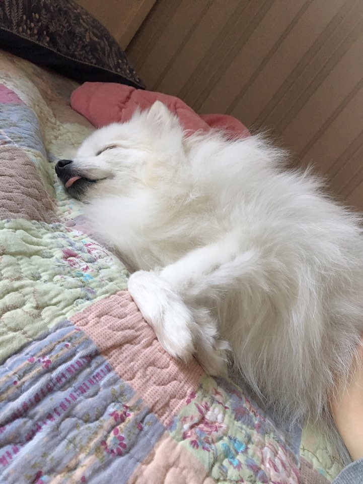 흰둥이 tweet media