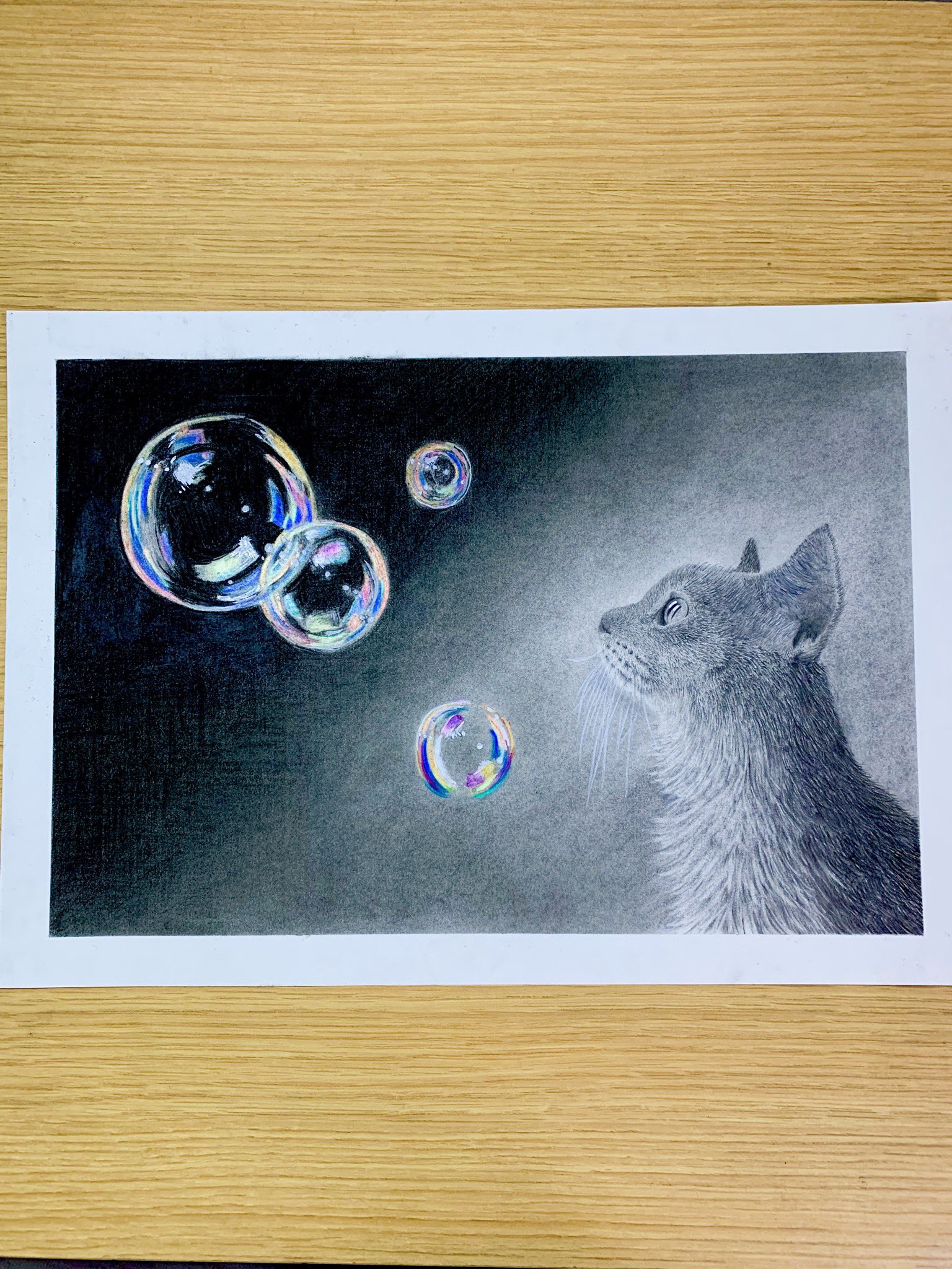 Koh Miwa 猫とシャボン玉の鉛筆画描きました シャボン玉は色鉛筆 プレゼントした方 喜んで頂けて良かった 鉛筆画 写実画 模写 ペンシルドローイング ペンシルアート 猫 シャボン玉 Artwork Art Pencilart Pencildrawing Cat