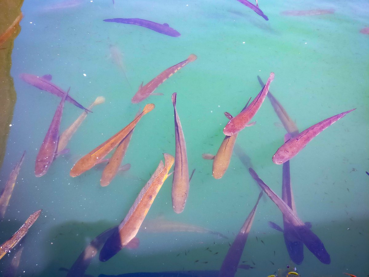 Lovely fishes in Brahma Sarovar at Sarveshwar Mahadev. A Sikh family stood in the queue ahead of me for darshana, mocking the Canadian khalistanis who create rift between Hindus and Sikhs.