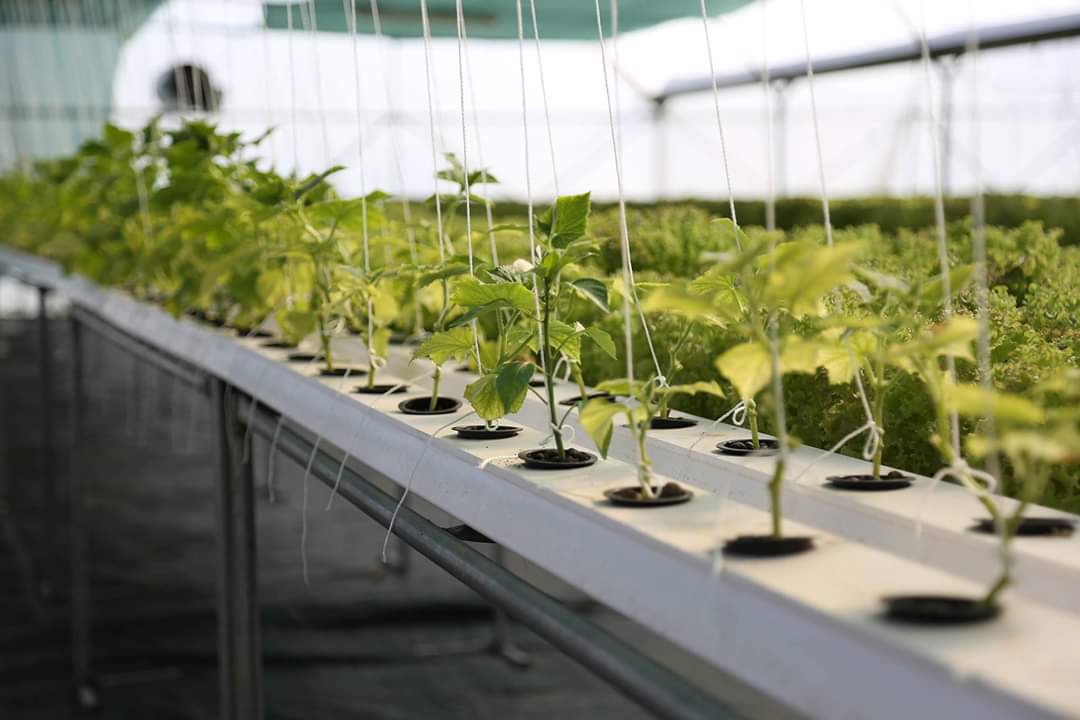 bledicuci's tweet photo. ‘HidroFarm Ina’, e para fermë me sistemin e hidroponisë në Shqipëri. Një alternativë ekologjike për prodhime bujqësore intensive dhe me cilësi. Për të kuptuar më mirë sistemin e hidroponisë është njëosj si të përfytyroni një tokë prodhuese me 10 kate.😊Suksese Inës dhe Plarentit. https://t.co/1LP4KlqCpd