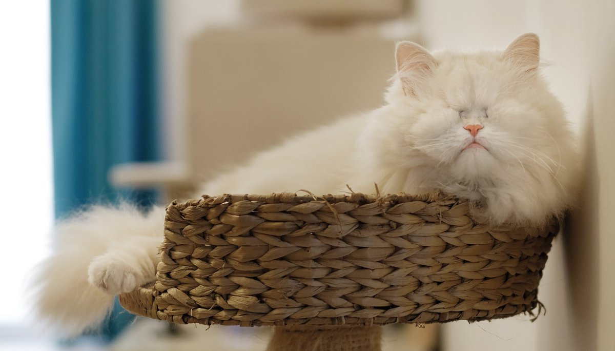 Oh me oh my sorry for my long silence - here I am!
Celebrating Mother's Day (UK)... have a wonderful day to all you cat-mum's out there.
Happy #CatBasketSunday!

#moetblindcat #catboxsunday #MothersDay