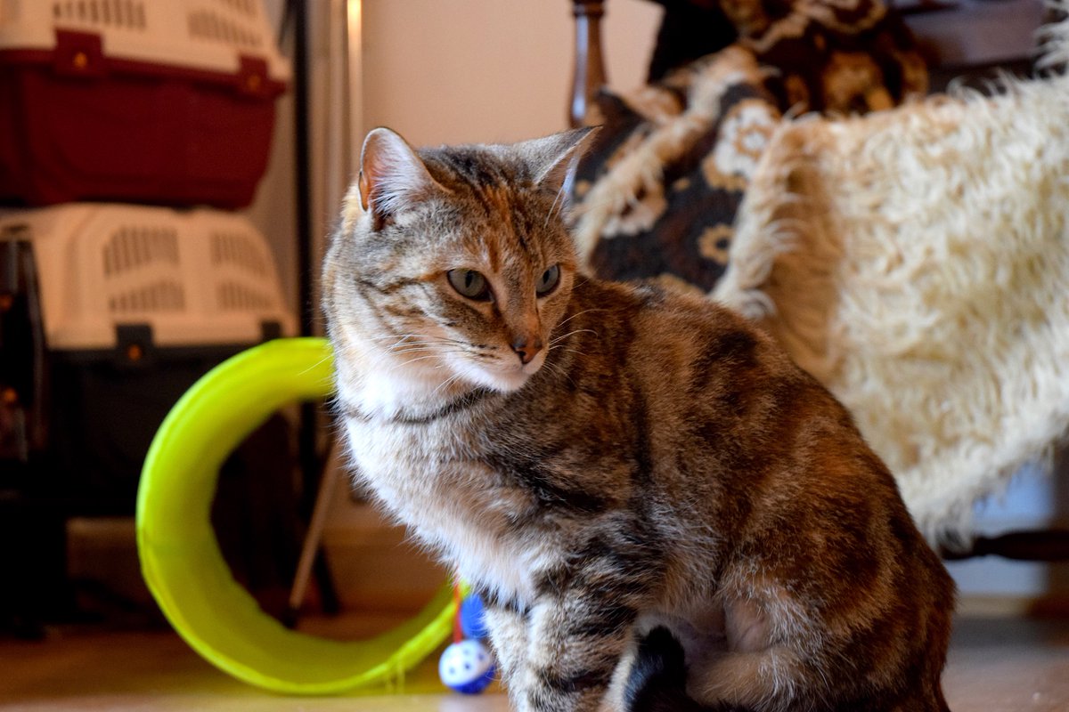 fosterchats's tweet photo. Ca y est , la belle Alita (soeur de Naya) a vaincu sa peur et commence à venir nous voir, à la recherche de caresses :) #chats #ADOPTION #cats https://t.co/jHItNfJWhf