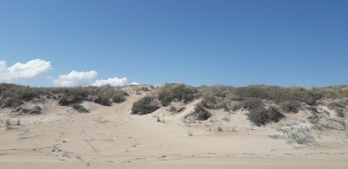 MRElectrique's tweet image. Divendres de glòria al #Mareny