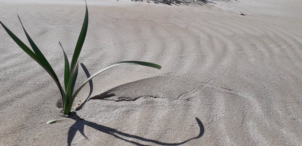 MRElectrique's tweet image. Divendres de glòria al #Mareny