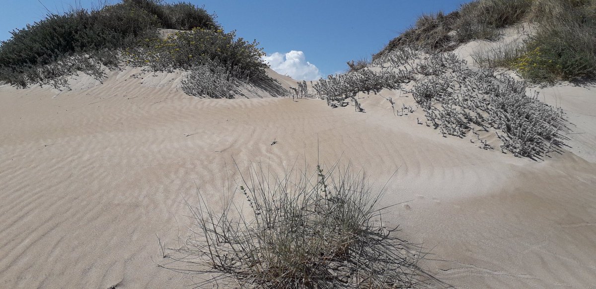 MRElectrique's tweet image. Divendres de glòria al #Mareny