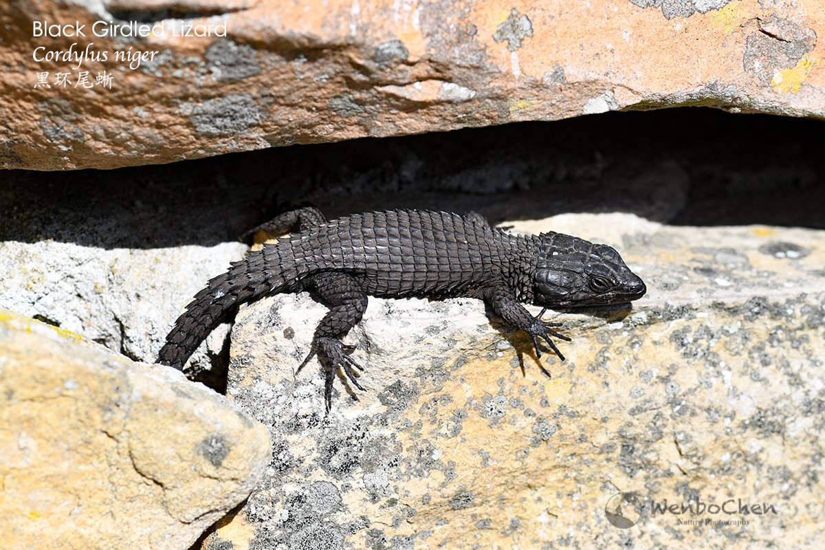 Black Girdled #Lizard (#Cordylus niger) #黑环尾蜥 of Western Cape South Africa. #SouthAfricanWildlife #reptile