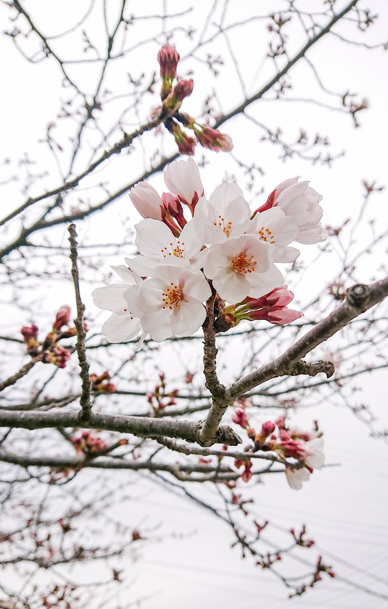 edorintarou's tweet photo. やっと近所の桜が咲き始めました(*^^*)
#さくら #sakura #cherryblossom #樱花 https://t.co/XWI8dTBj2v
