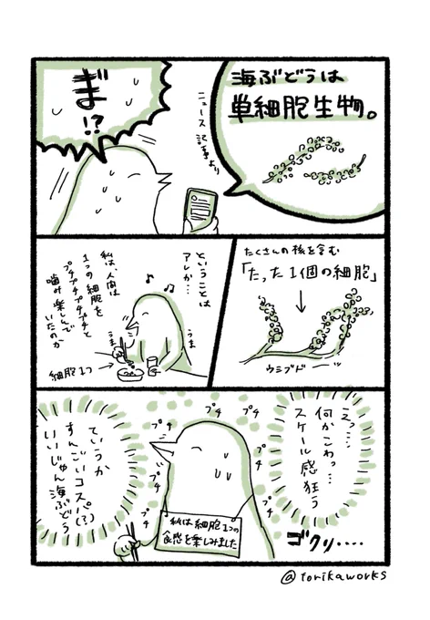 海ぶどうは単細胞生物。細胞一個あたりの「人間噛み噛み楽しませ力」がすごい。 
