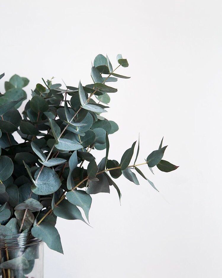 Did you know that eucalyptus has some pretty amazing health benefits? As well as improving seasonal allergies and common colds, it’s a great reliever of headaches and other pains- love me some useful tips! 🌿🌿 

📷: meowlogy 
#flowerfriday #freshflowers #homesweethome