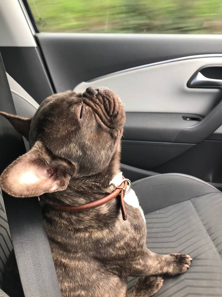 Pooch Therapy

Reggie in his meditation pose, taking a moment for some mindfulness before the weekend.

#Mindefullness #pettherapy #petsastherpay #meditation #FridayFeeling #Friyay #frenchbulldog