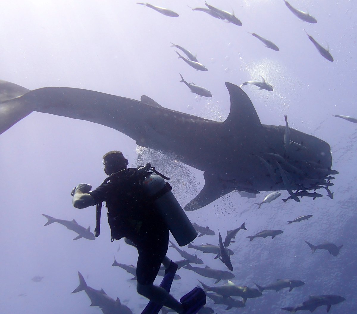 PirateDiversKL's tweet photo. Close encounters of the whale shark kind
#RichelieuRock #Diving #Thailand #KhaoLakDiving #SimilanLiveaboards https://t.co/9LKl3zPvDW