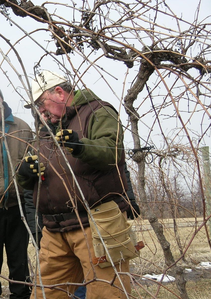 PurdueHortExt's tweet image. 2019 Fruit Pruning Workshop @PurdueVineGuy #Winegrape #Pruning #HLAExtension