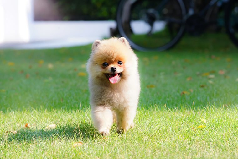 DogLoveTime's tweet photo. #cute_dog_pictures #dog_images_hd #dog_pictures_gallery #Dog_images_free_download #Dog_pictures_with_names #dog_pictures_to_draw #Dog_images_cartoon #dog_pictures_funny https://t.co/aifegOv9ku