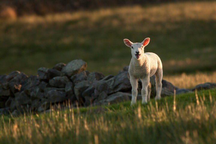 WorldlnFocus's tweet image. We love this time of year in the Peak District - new life and the return of that beautiful thing in the sky!

#peakdistrict #landscapephotography #lambs