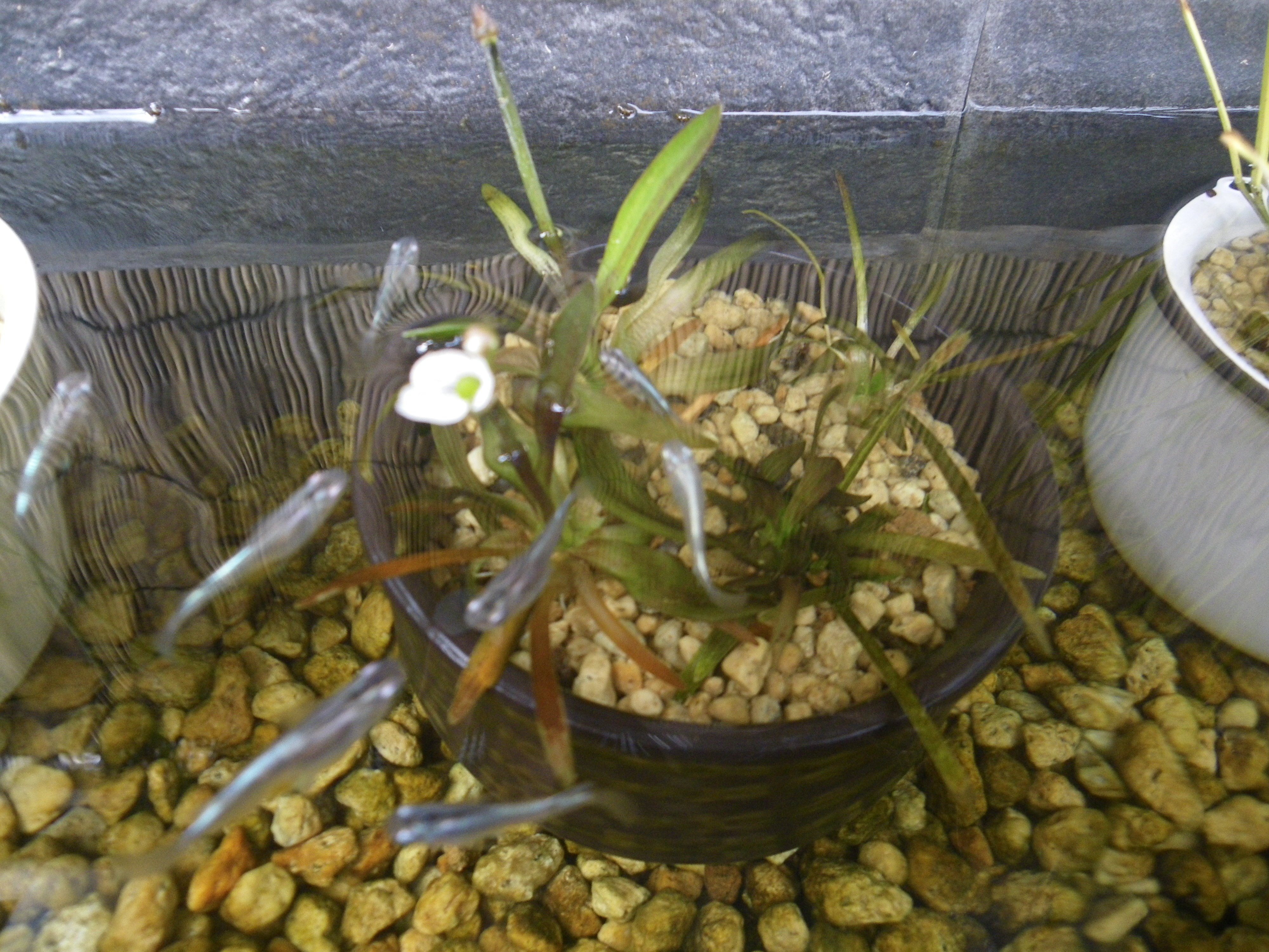 メダカの大工 メダカのビオトープのナガバオモダカに小さな白い花が咲きました 葉が芽吹いていないですが 花 が先に咲きました ちょっと不思議な現象 藤のつぼみが膨らんでいます 樹高40センチ 鉢植えで栽培します ビオトープに飾ると とても美しく