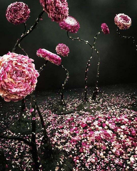 HasseltBruist's tweet image. Hasselt organiseert op 5, 6 en 7 april Blossoming Herkenrode, een lifestyle bloemevent met internationale artiesten 🌺 De Abdijsite van Herkenrode zal onder handen genomen worden door o.a. @soren_van_laer die met een onuitputtelijke bron van materiale… ift.tt/2HKCkOr