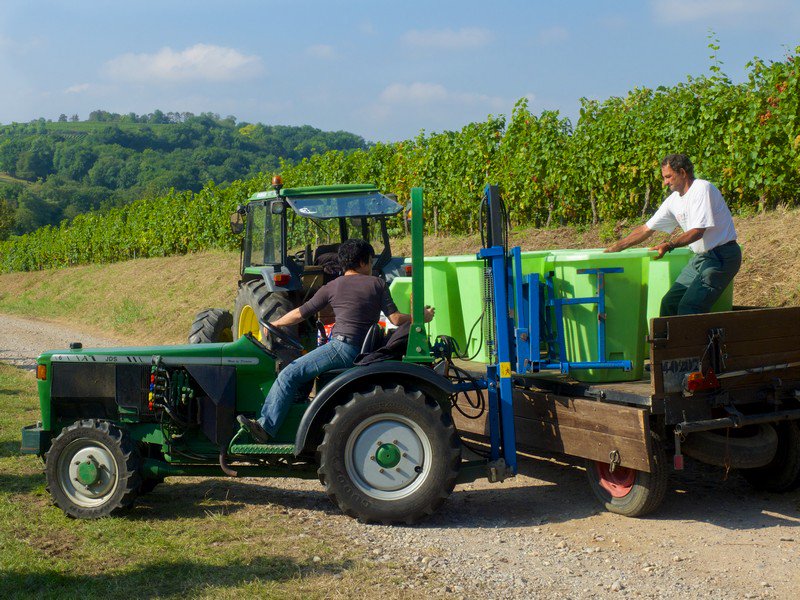 regiongrandest's tweet image. La Région lance le contrat filière #viticulture #GrandEst 2019-2021
➡️Compétitivité &amp;amp; durabilité des exploitations, 0% herbicide d'ici 2025
➡️Promouvoir les #vins du Grand Est à l’#international 
➡️Développer accueil en cave, promouvoir #oenotourisme &amp;amp; #gastronomie #SPMars19