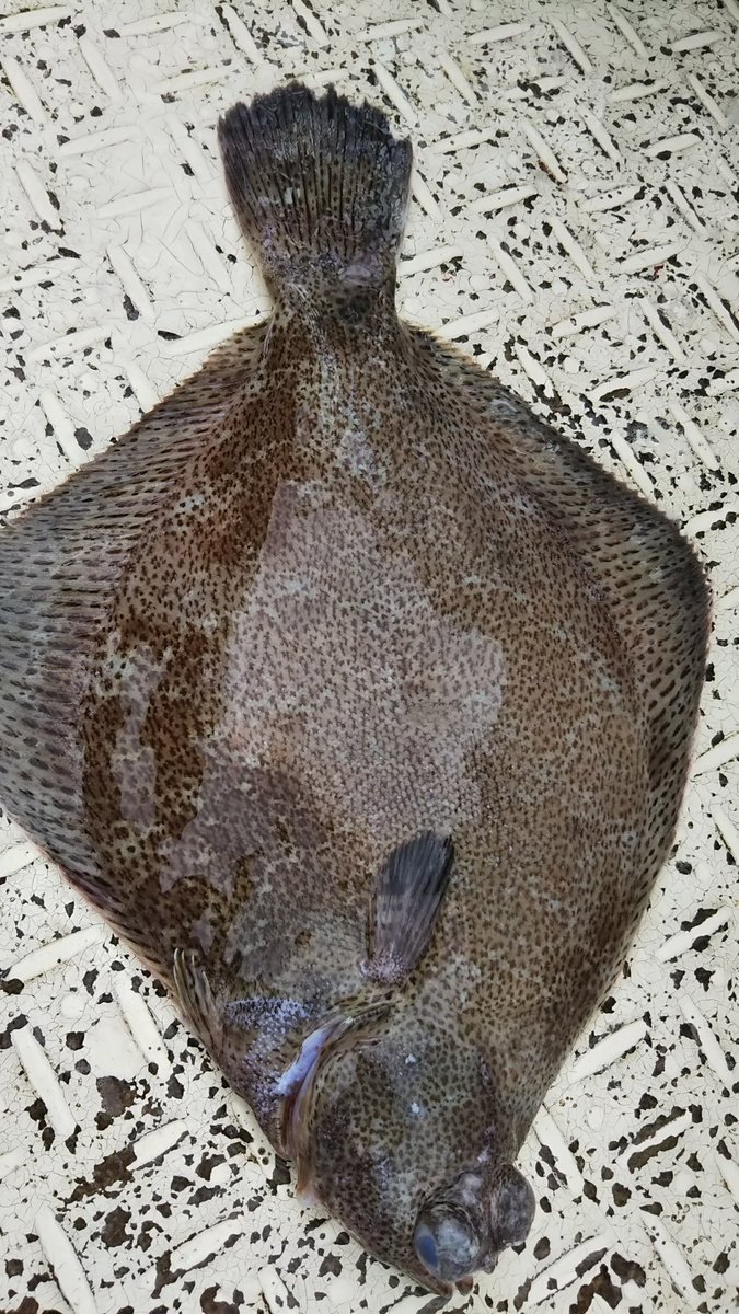 メイタガレイの特徴 見分け方 写真から探せる魚図鑑