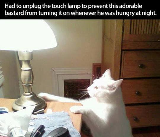 DomPict's tweet photo. TOP 75 Funny Cats Memes
https://t.co/AU70uhNVB8 https://t.co/DQK7EIrYHV