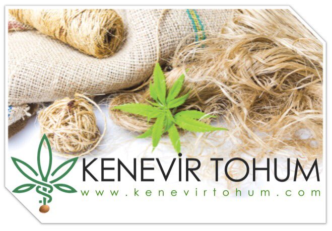kenevirtohum's tweet photo. #kenevir #hemp #hempy #cannabis #kenevirtohumu #tohum #seed #hempseed #grain #kenevirfaydaları #hempbenefit #useofhemp #useofcannabis #keneviryağı #hempoil #hempfibre #textile #keneviryetiştirmek #crop #harvest #reaping #planting #cultuvating #trade #cannabisoil #textile https://t.co/XkSUFbMDPG