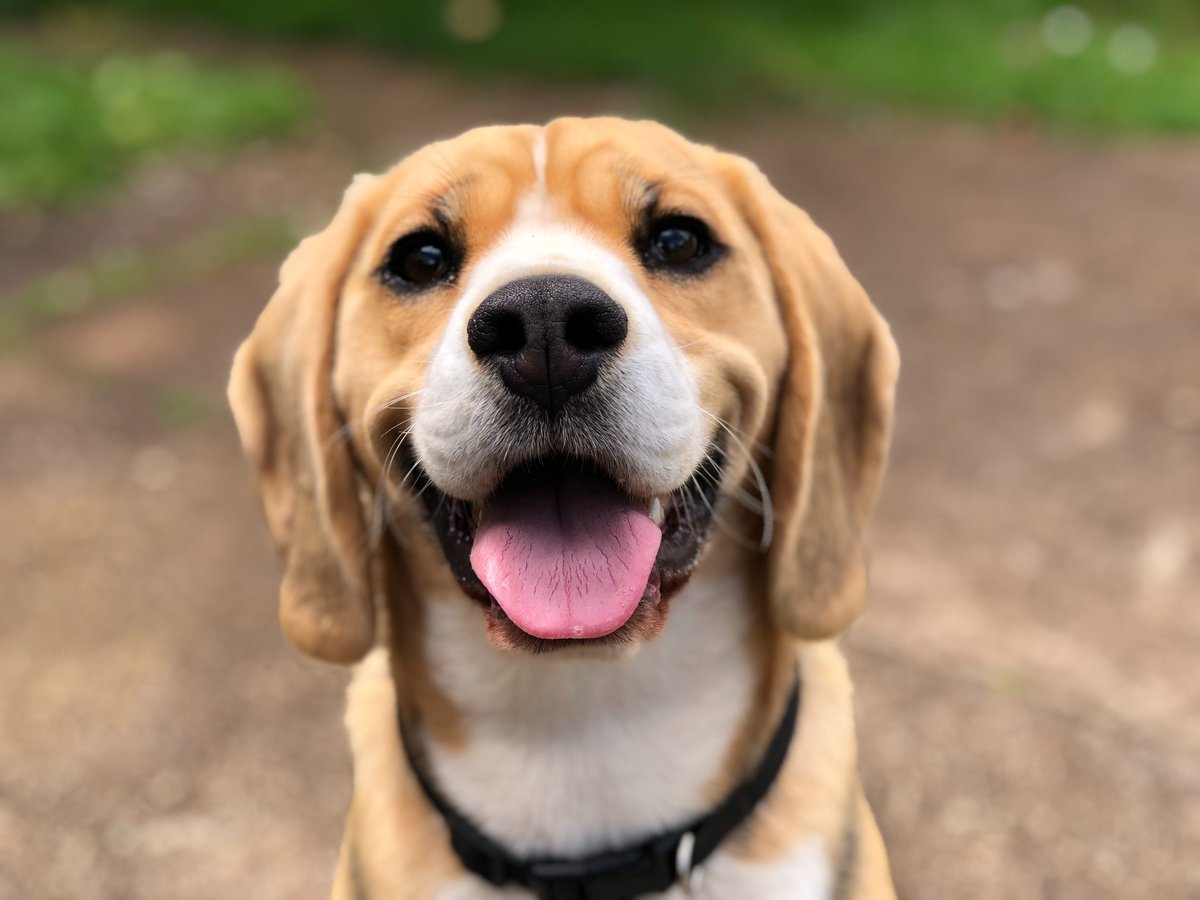 🤝 [PARTENARIAT] L'@Asso_GRAAL a réhabilité 10 #chiens #beagle issus de laboratoires. Ces adorables 🐶 attendent une famille d' #adoption au refuge de la SPA à #VauxlePenil !
#AdoptDontShop #animalfromlab
