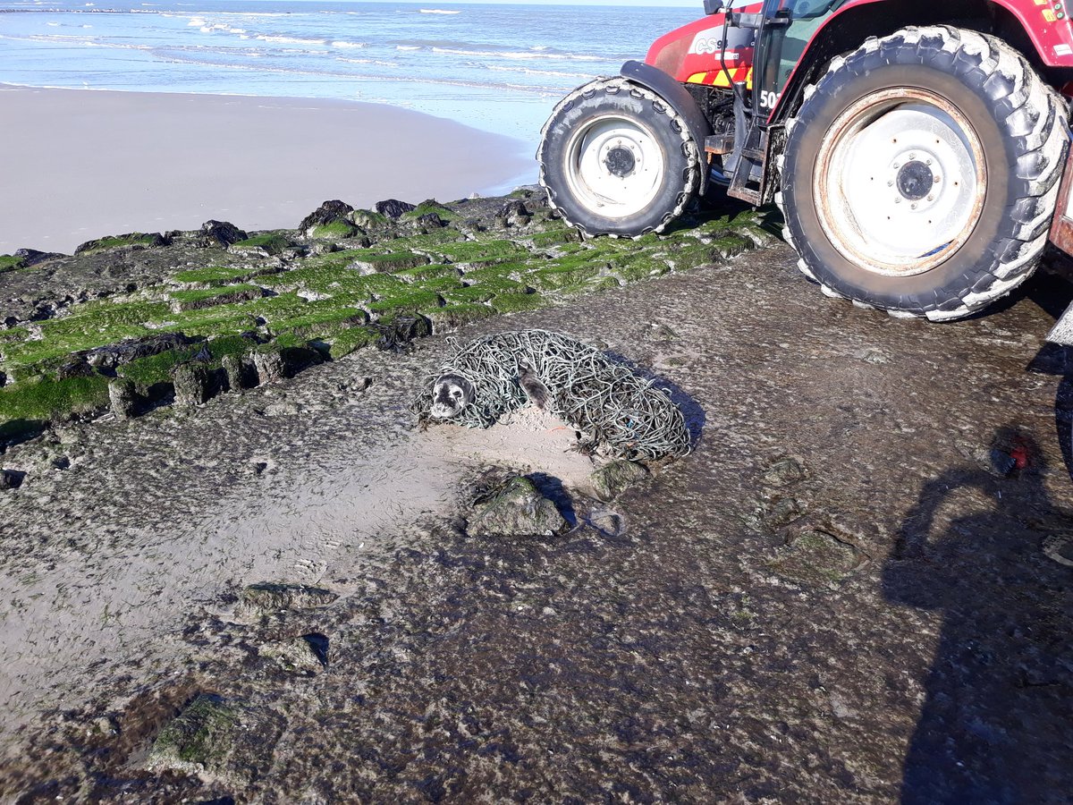 Bosw8erBertwin's tweet photo. Zojuist met Willem Stel, @Bosw8erAmanda en @CarlVlie deze zeehond bevrijdt uit dit stuk net. Na bevrijding gelijk terug in zee. #Vlieland https://t.co/MPyIBISBGe