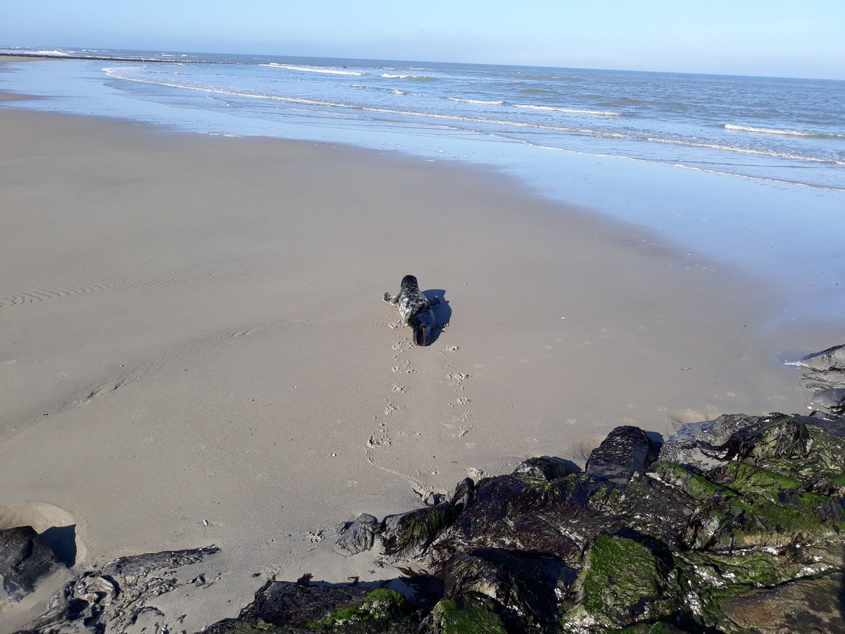 Bosw8erBertwin's tweet photo. Zojuist met Willem Stel, @Bosw8erAmanda en @CarlVlie deze zeehond bevrijdt uit dit stuk net. Na bevrijding gelijk terug in zee. #Vlieland https://t.co/MPyIBISBGe
