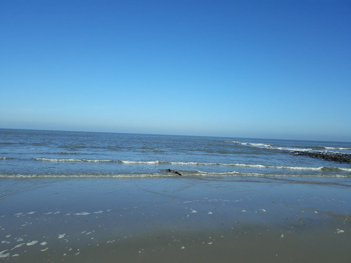 Zojuist met Willem Stel, <a href="/Bosw8erAmanda/">Amanda Lijnema</a> en <a href="/CarlVlie/">CarlZ</a> deze zeehond bevrijdt uit dit stuk net. Na bevrijding gelijk terug in zee. #Vlieland