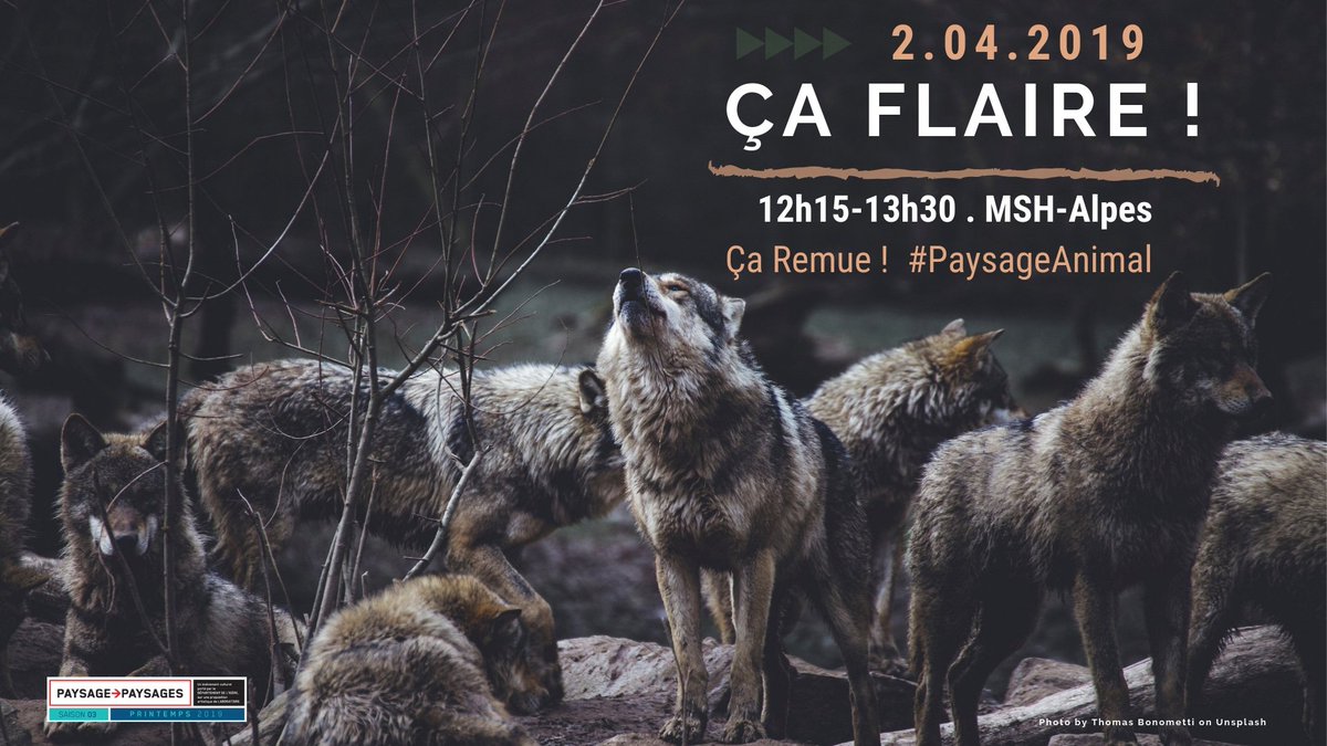 MSH_A's tweet image. #PaysagePaysages - cycle Ça remue ! 
RDV mardi 2 avril à 12h15 sur le campus @UGrenobleAlpes avec Nicolas Lescureux, éthnoécologue (#CEFE @CNRS), pour questionner l'histoire des relations complexes entre chiens, loups &amp;amp; humains 🐺🐶🚶‍♂️
#HumagoraGre
echosciences-grenoble.fr/communautes/hu…