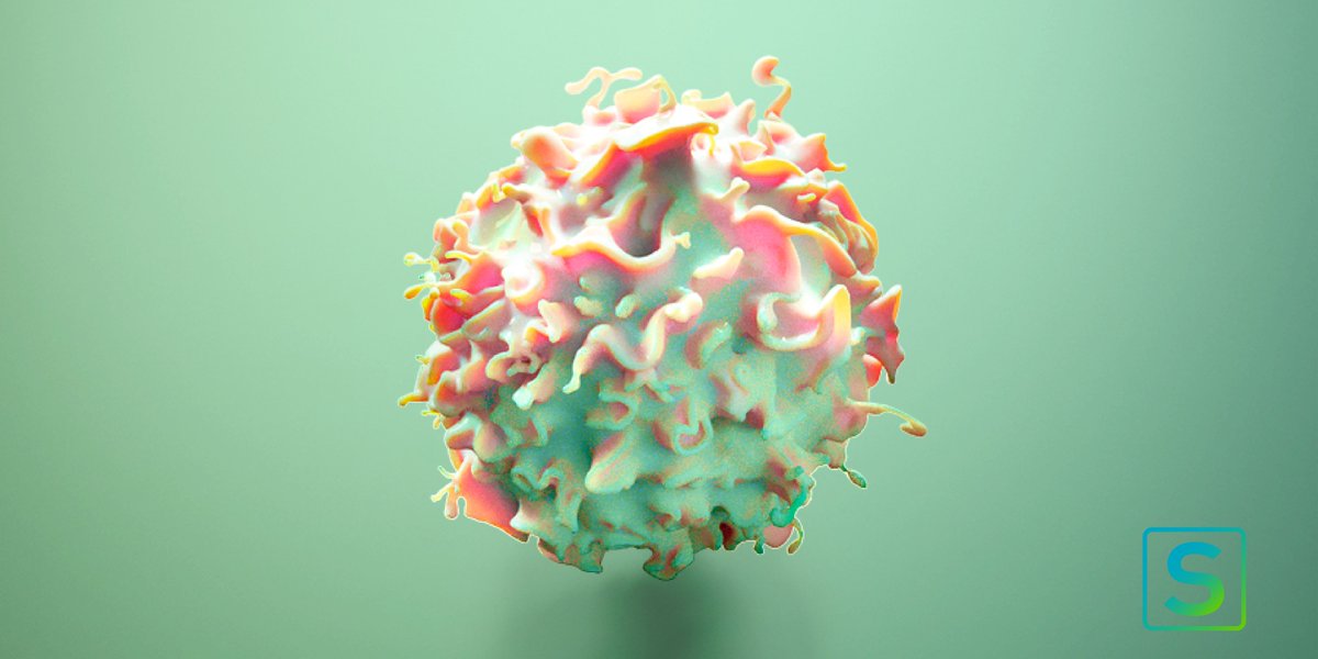 sciencestanding's tweet image. #ImmuneSystemCells 
#Blymphocytes are a subtype of lymphocyte. They can also be called B cells, where the letter ‘B’ is taken from the semi-solid tissue where they form and mature: the bone marrow.

Do you know the link between B cells and memory cells?
#Sciencestanding