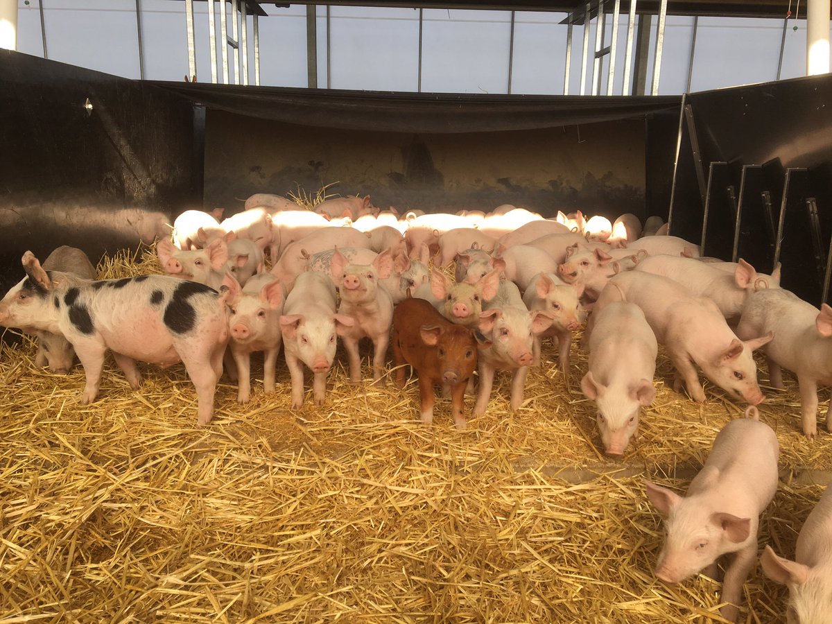 On pig duties this morning. All settled in nicely and growing really well.