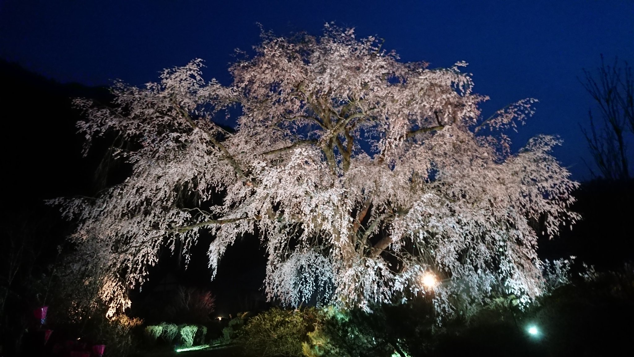 湯の山温泉 森井旅館 広島 湯の山温泉 しだれ桜 竹下桜 ライトアップ はじまりました 広島市 佐伯区 湯来町 日帰り温泉 湯の山温泉館 温泉プール トレーニング クアハウス湯の山 温泉 宿 森井旅館 T Co C0raurwand Twitter