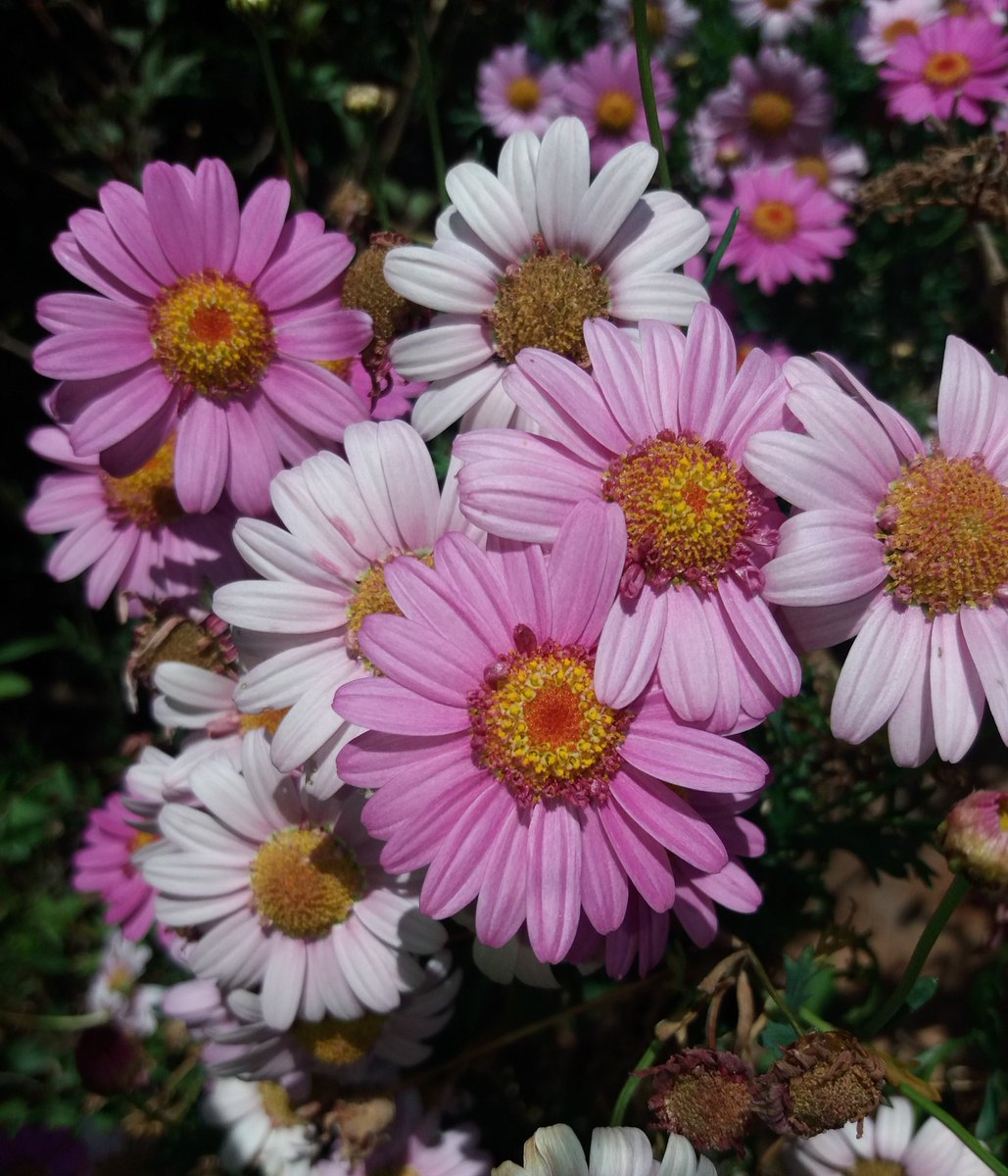mariacaderinagr's tweet photo. 🌹🙃Primavera è già qui! Scopri le nostre offerte⤵️
https://t.co/fORAI2I6Gc
#primavera #sardegna #offertehotel #posada #pasqua #mariacaderinagreenvillage https://t.co/9ukOGq92IE