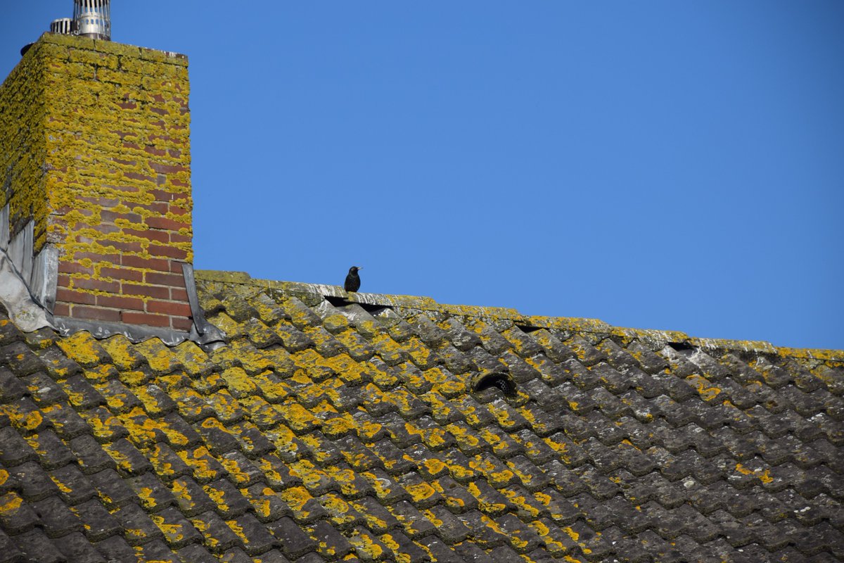 Het #broedseizoen is weer in volle gang! Vanochtend al veel activiteit van spreeuwen en huismussen. Vanaf maandag (1 april) gaat Loo Plan aan de slag met het inventariseren van huismussen. #huismus #spreeuw