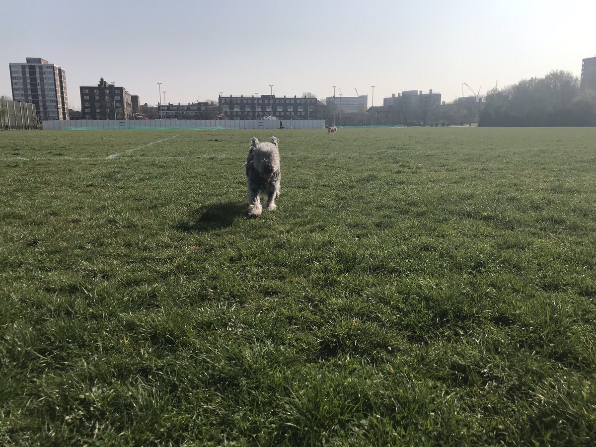 HuwsThere's tweet photo. In honour of @Cafeterrier ... itโs an ear thing! #ItsAnEarThing #RememberingLeo https://t.co/oYmBVuDYQP