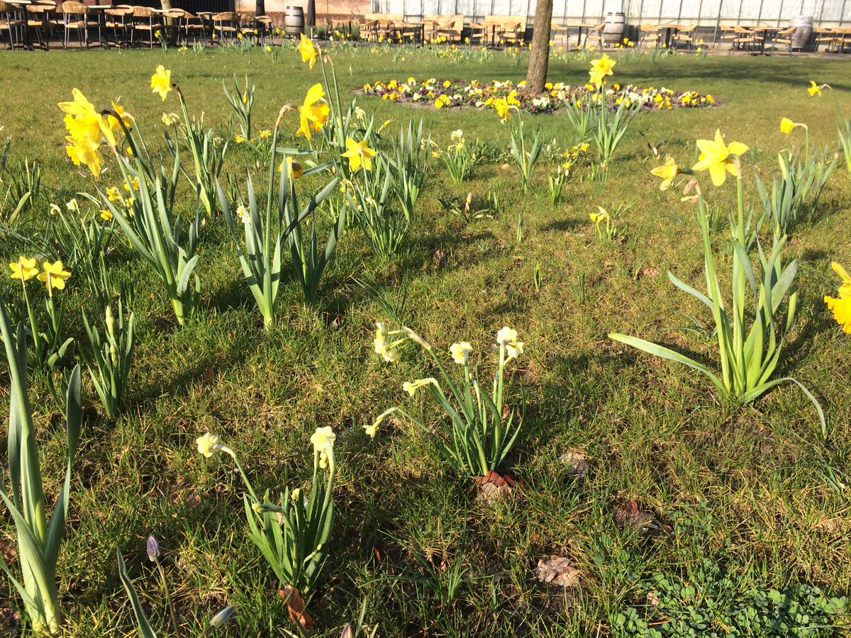 Mattemburgh: terras aan de binnentuin. Allerlei narcissen en botanische tulpen staan te wenken. Pilsje smaakt zo extra lekker....