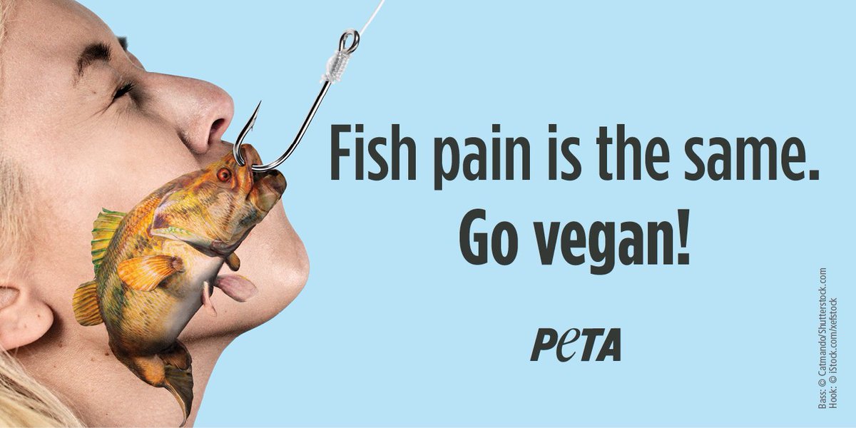 Today is #FishFeelPainDay 🐠 Fish are sentient beings who feel pain. RETWEET to share with everyone that eating fish is as cruel as eating any other animal.