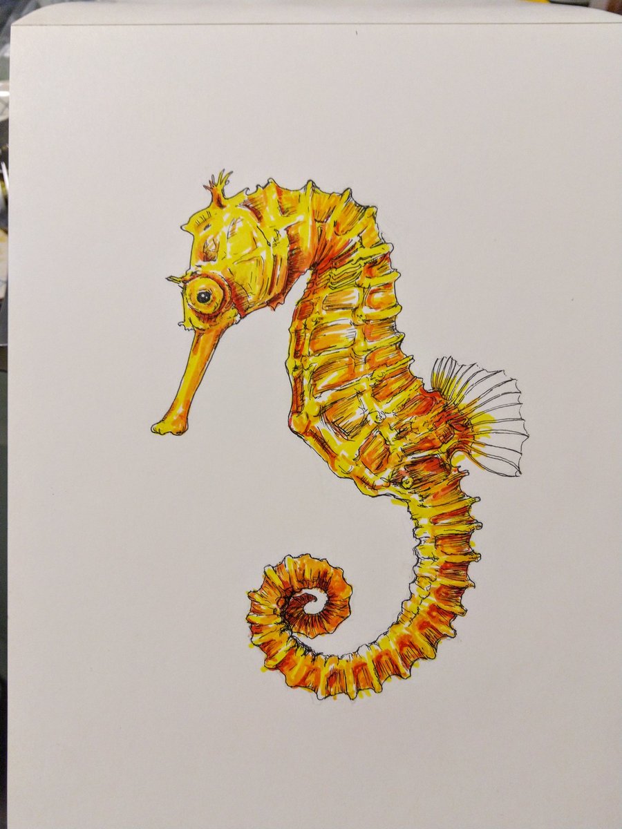 #seahorse #seahorsedrawing #ocean #oceananimals #drawing #lovetodraw #loveofdrawing #drawingismypeace #justdraw #dailydrawing #seacreature #sketch #sketchmeditation #myhappiness #myart #mypeace #mindatrest #micronpenart #mypassion #peacefulmind #imagination #becreative