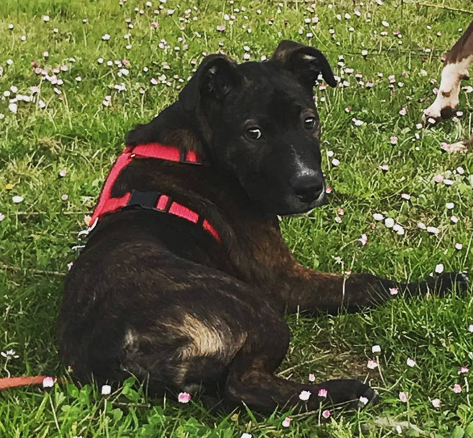 Por aquí todavía no he pasado a saludar, igual es por eso que aún no tengo familia. Soy Gas y soy un cachorrito de 4 meses cruce de boxer. ¿Me haces un hueco? No quiero hacerme mayor y acabar entre rejas.
Contacto: adoptasospitbull@gmail.com
#adopta