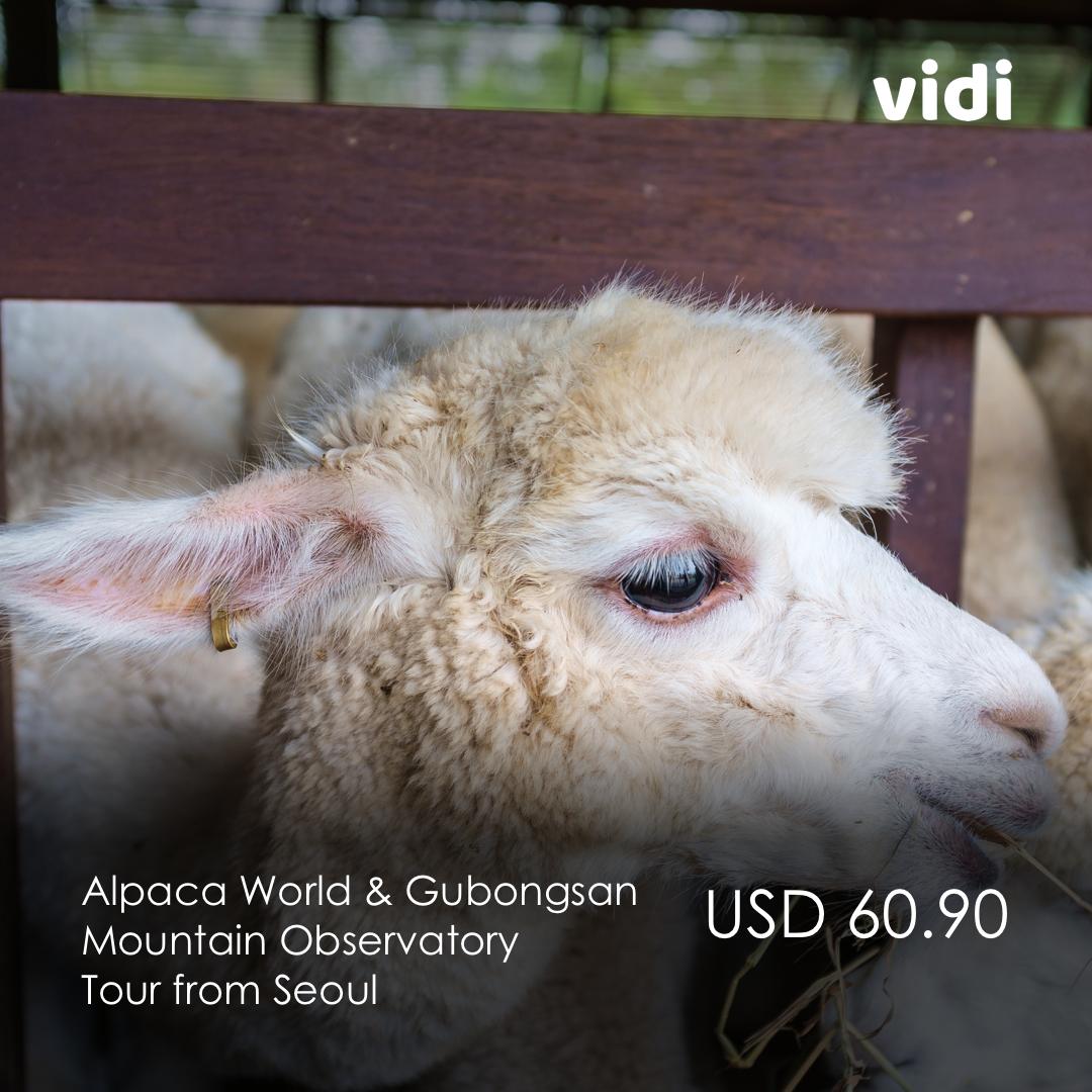 getvidi's tweet photo. Explore Jeju’s awe-inspiring volcanic structures, enjoy superb seafood in Busan and revel in Seoul’s energetic city life.
🌸Seoul: https://t.co/PRFIKepzhW
💐Busan: https://t.co/d0XxJsEonu
🌷Jeju: https://t.co/2bI1ibTu10 https://t.co/5aFR7UoNuc
