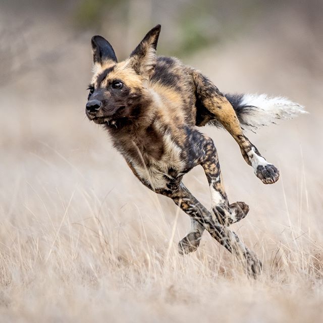 Singita_'s tweet photo. Caption this…#FridayaFeeling https://t.co/f1CiBVvLE2