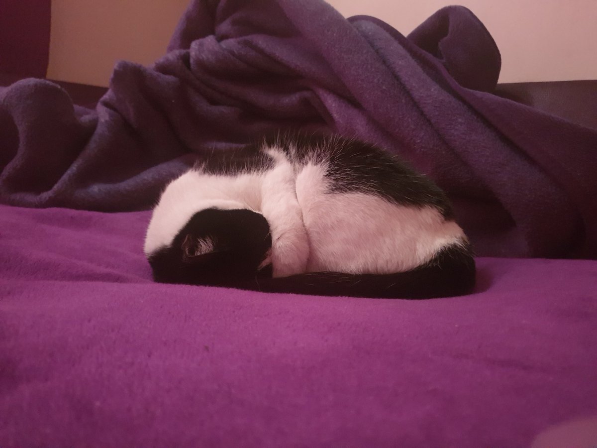 She is so adorable 😻😻😻 #mycat #kitty #sleepy