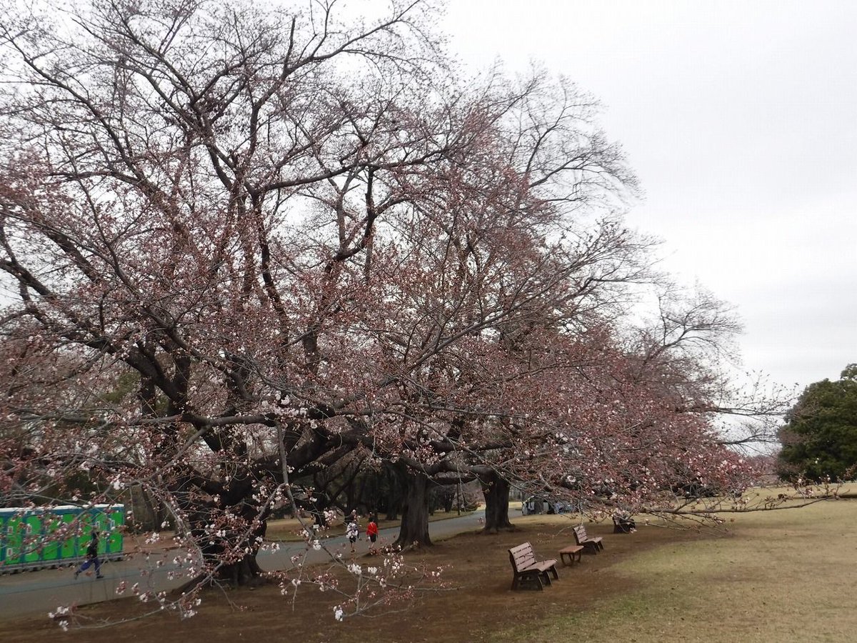 狭山市役所 V Twitter 3 29 桜開花情報 狭山の 桜 の名所 狭山稲荷山公園 と 智光山公園 の桜の開花情報を更新しました 両公園ともに1分 2分咲きです 狭山市桜 狭山市 T Co 1x01esbtoc 狭山市役所 V Twitter 3 29 桜開花情報 狭山の 桜 の名所 狭山稲荷山公園 と 智光山公園 の桜の開花情報を更新しました 両公園ともに1分 2分咲きです 狭山市桜 狭山市 T Co 1x01esbtoc